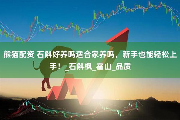 熊猫配资 石斛好养吗适合家养吗，新手也能轻松上手！_石斛枫_霍山_品质